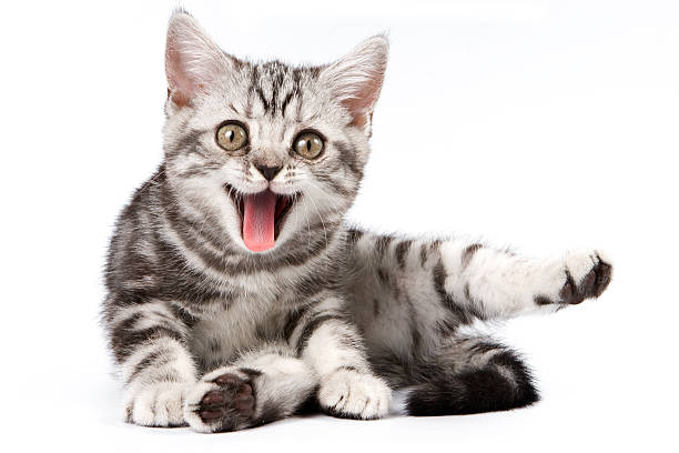 persian cat price in india persian cat price in india