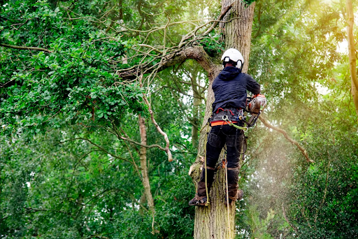 Arborist Courses Arborist Courses