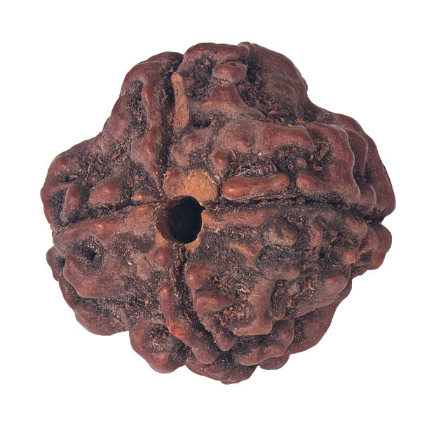 How the Benefits of Wearing 5 Mukhi Rudraksha Can Improve Health and Reduce Stress benefits of wearing 5 mukhi rudraksha